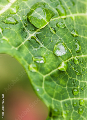 Closeup of raindrops on a green leaf in nature