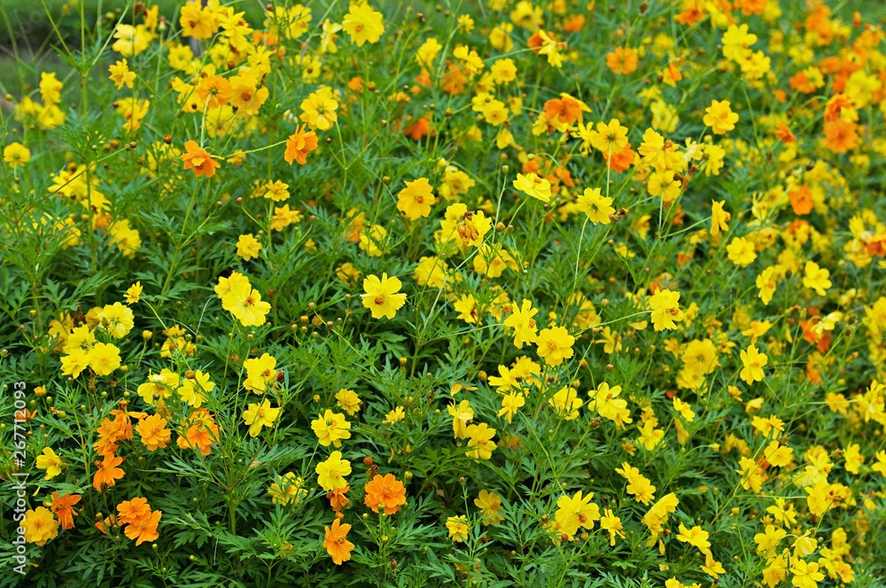 Yellow flowers with grass in spring wind close-up macro with soft focus on a meadow in nature. A beautiful soft light gentle dreamy green background, free space for text Yellow flowers with grass in spring wind close-up macro with soft focus on a meadow in nature. A beautiful soft light gentle dreamy green background, free space for text