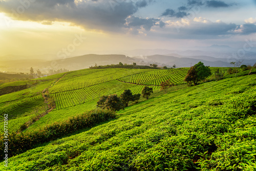 Fototapeta Naklejka Na Ścianę i Meble -  Fantastic view of tea plantation at sunset