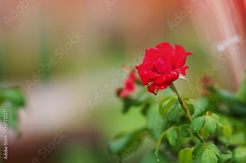 Longstemmed Red Rose on the Branch in a Garden photo