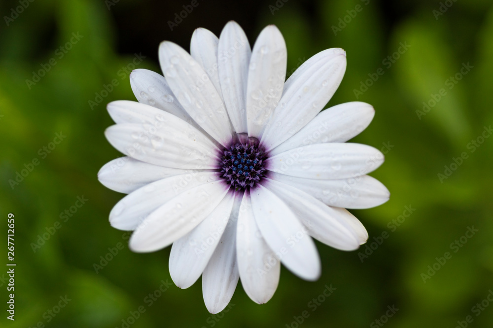 White African daisy flower on a green background. White African daisy flower on a green background.