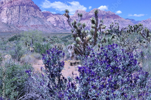 Photography Violet desert