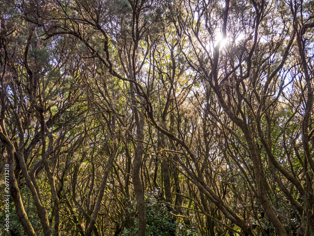 Naklejka premium Ground road in jungle of Tenerife iceland