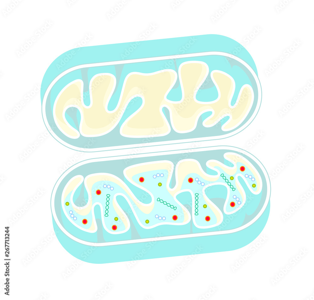 ミトコンドリアの断面図 mitochondria