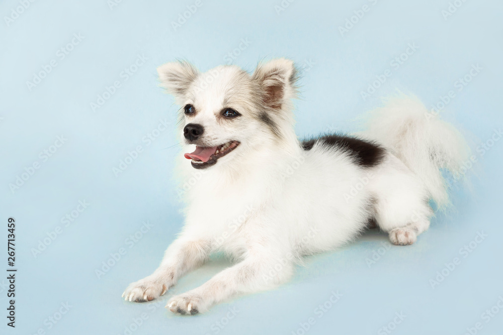 Pomeranian looking something with smile and happy feeling on light blue background Pomeranian looking something with smile and happy feeling on light blue background