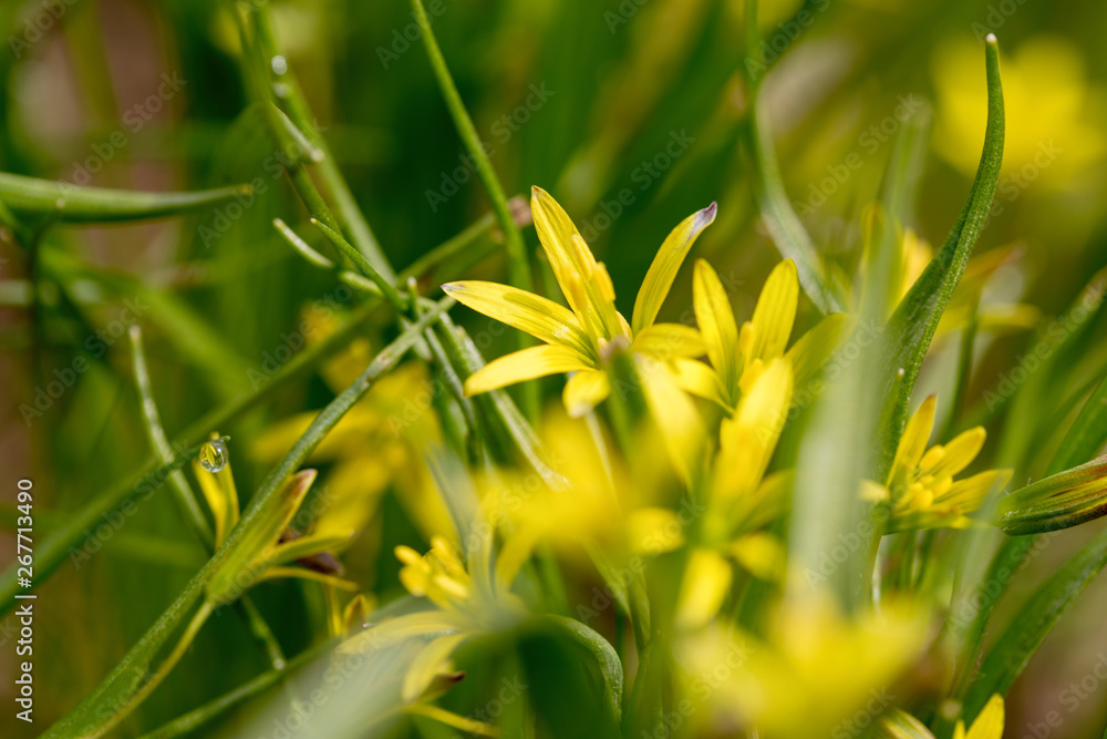 Brightly yellow flowers of the Gagea of Gagea blossomed on a spring meadow. Ready photo background. Soft focus. Degradation. Macro. Brightly yellow flowers of the Gagea of Gagea blossomed on a spring meadow. Ready photo background. Soft focus. Degradation. Macro.