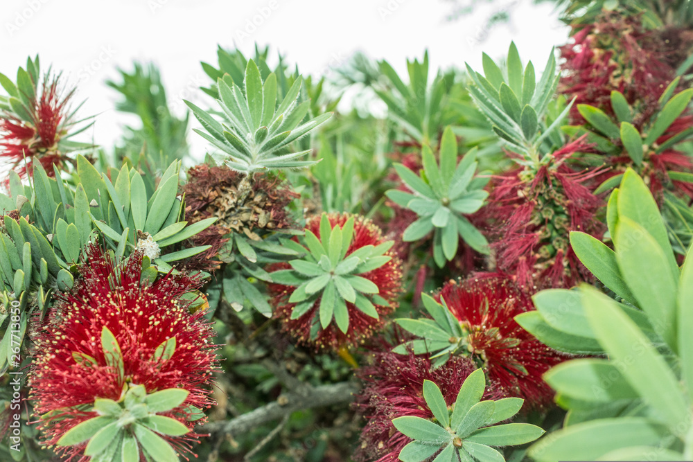 red flowers in garden red flowers in garden