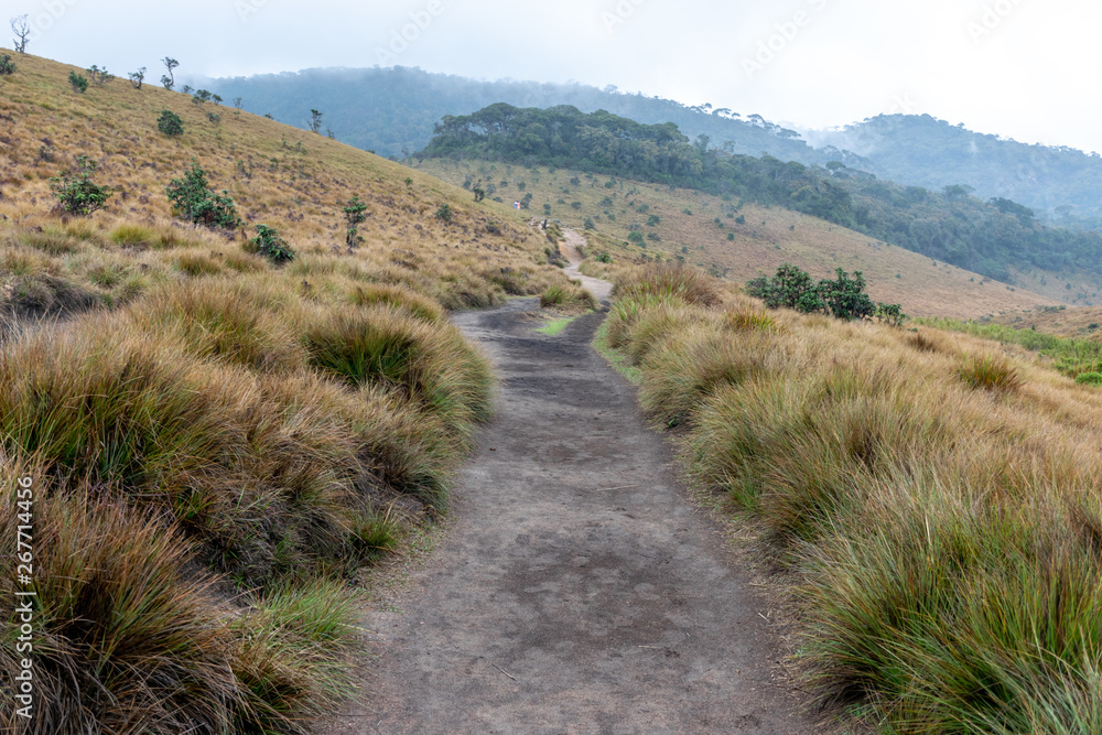Pathway through Horton Plains with Beautiful Nature View, Nuwara Eliya Sri Lanka