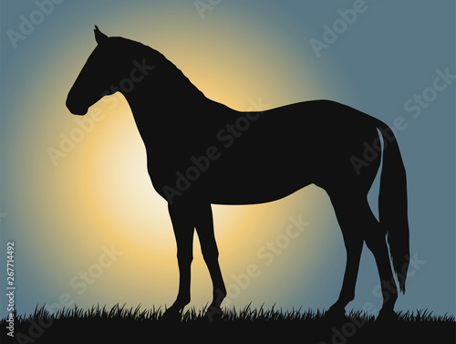 Horse silhouette on a background of dawn