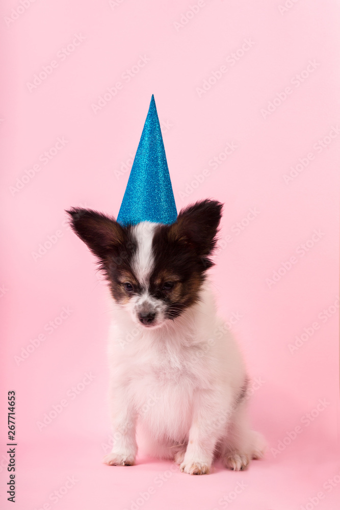 Puppy in a festive cap