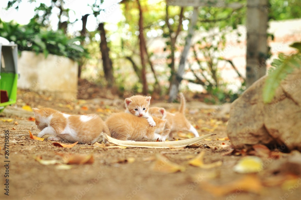 Fototapeta premium gatitos