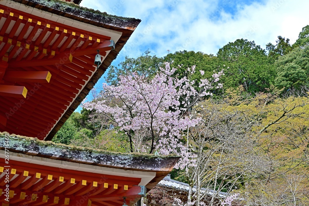 満開の桜と五重塔のコラボ