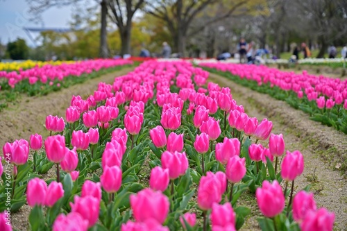 Wallpaper Mural 満開のピンクのチューリップ咲く公園 Torontodigital.ca