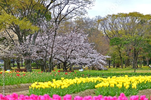 Wallpaper Mural 満開の桜とチューリップ咲く公園の情景 Torontodigital.ca