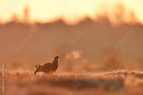 Black grouse at sunrise in the bog photo