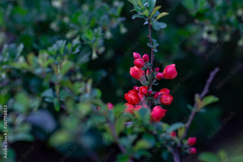blossoming branch of a quince beveled clear spring evening blossoming branch of a quince beveled clear spring evening
