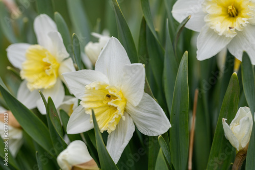 Little insects creep on petals of the dismissed buds of narcissuses in the spring warm afternoon. Soft focus. Macro