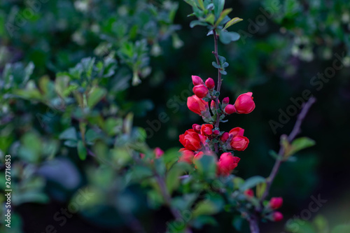 Wallpaper Mural blossoming branch of a quince beveled clear spring evening Torontodigital.ca