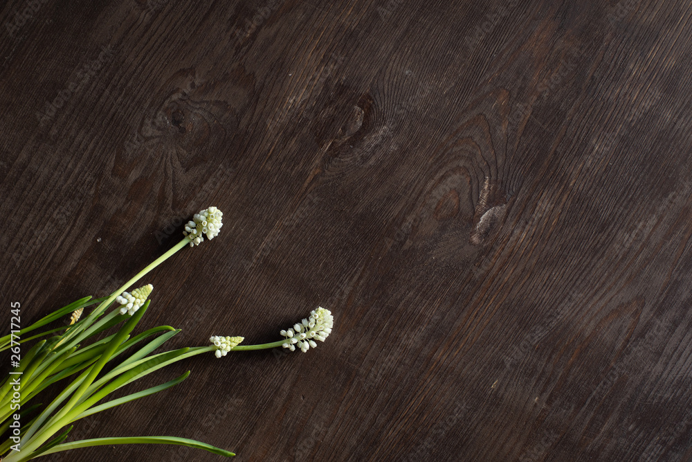 Spring blooming flowers on a dark background Spring blooming flowers on a dark background