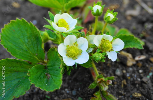 White strawberry flowers with green leaves  in the morning sun on soil background. photo