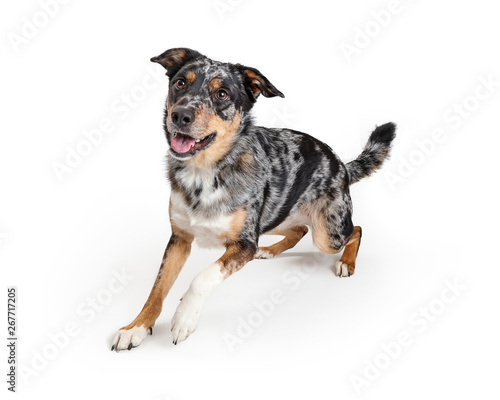 Active Australian Shepherd Crossbreed Dog