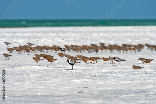 Black-Bellied Plover in winter plumage resting on the sand