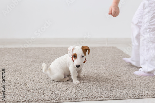 pets, animals and domestic concept - little Jack Russell Terrier puppy sitting on a carpet in living room