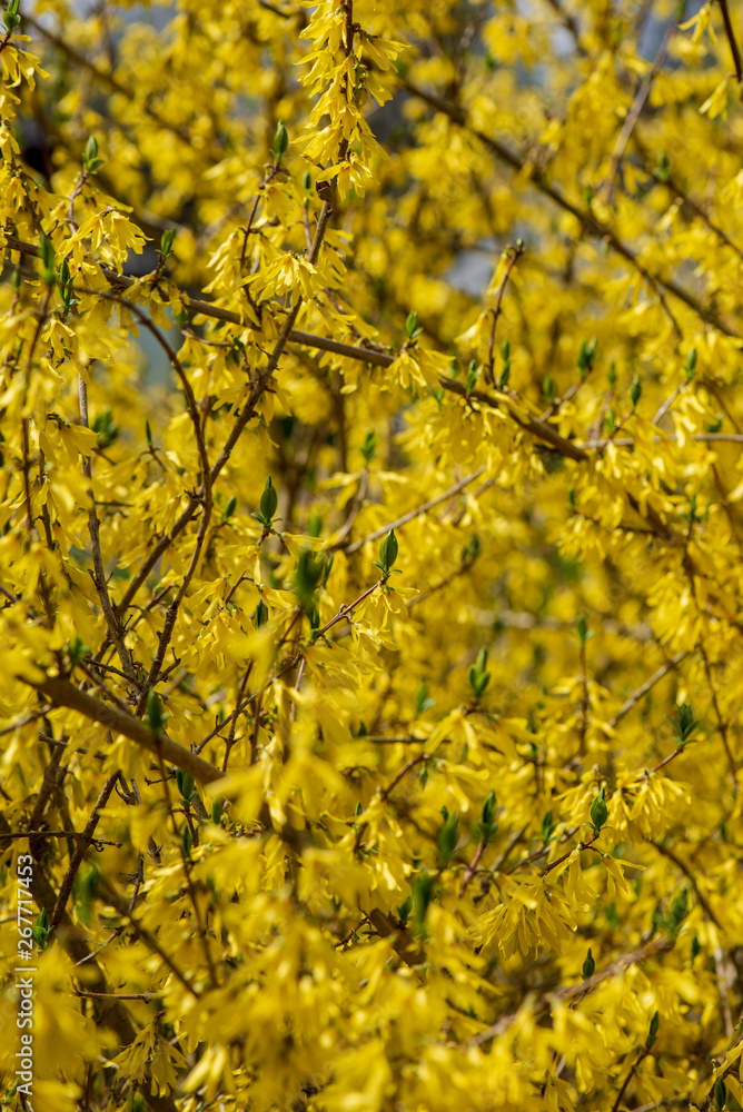 bright yellow blossoms on the bushes bright yellow blossoms on the bushes