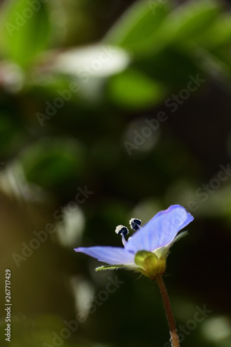 Tiny blue flower in spring.