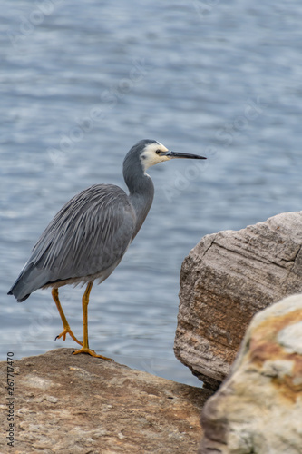 White-faced Heron by the Bay