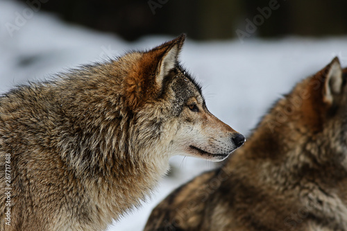 portrait of a wolf  in winter