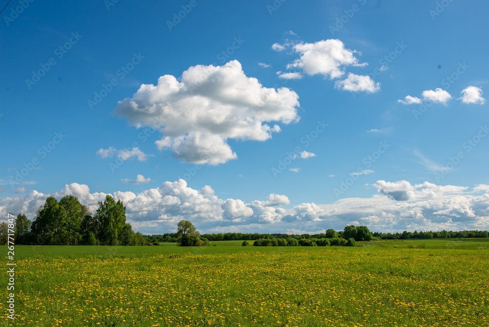 bright green meadow in sunny day in countryside