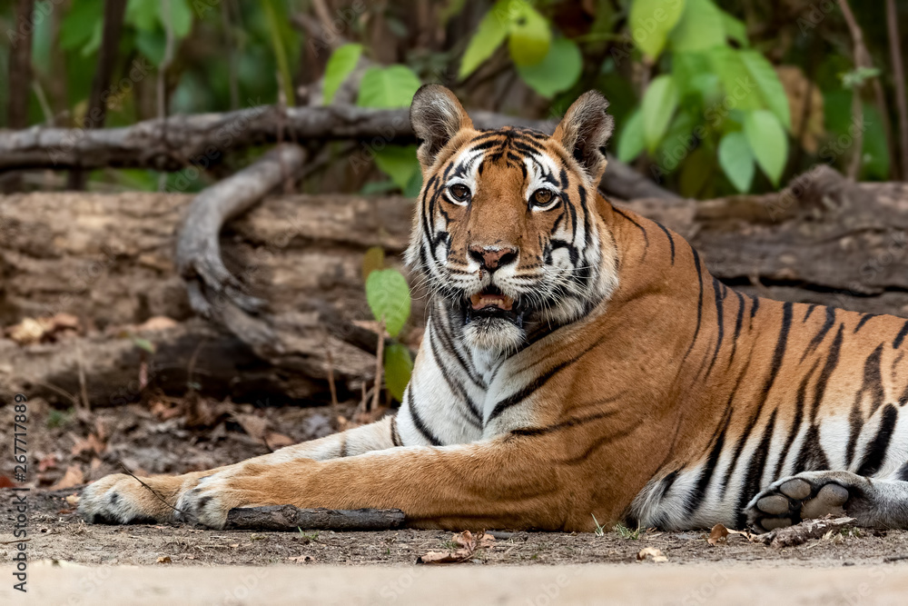 Obraz premium Dark eye'd Tigress!