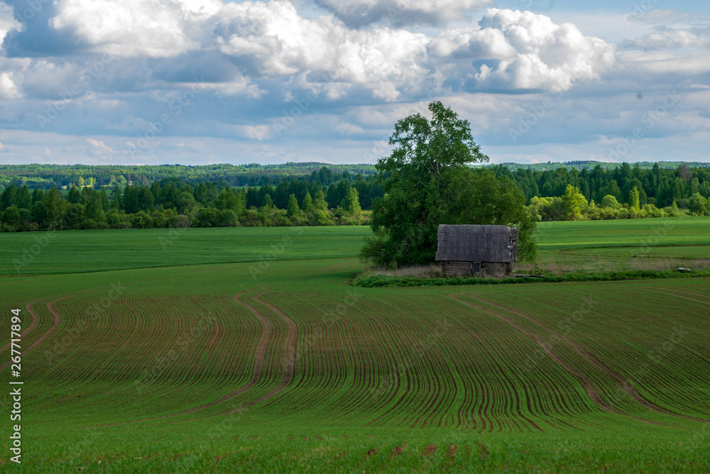 bright green meadow in sunny day in countryside bright green meadow in sunny day in countryside