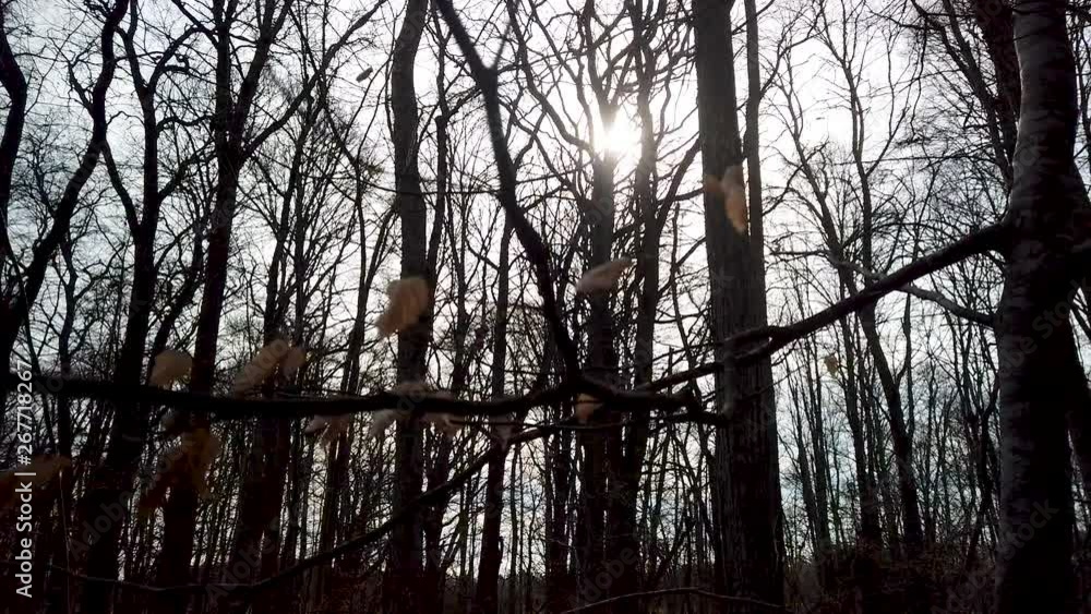 custom made wallpaper toronto digitalSun in the woods