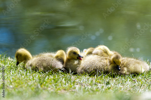 Goslings at rest in the sun © Robert Charlesworth