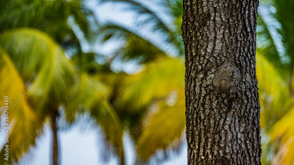 Obraz premium palmy