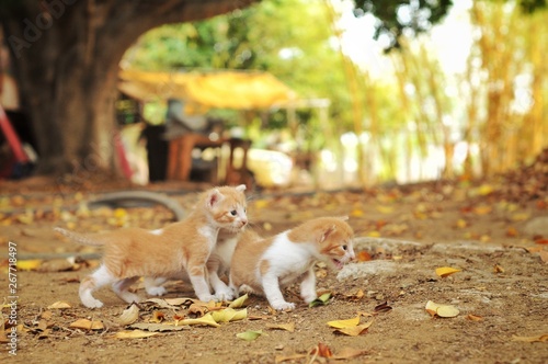 gatitos exploradores