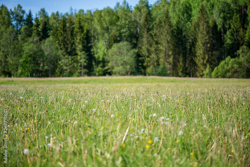 bright green meadow in sunny day in countryside bright green meadow in sunny day in countryside