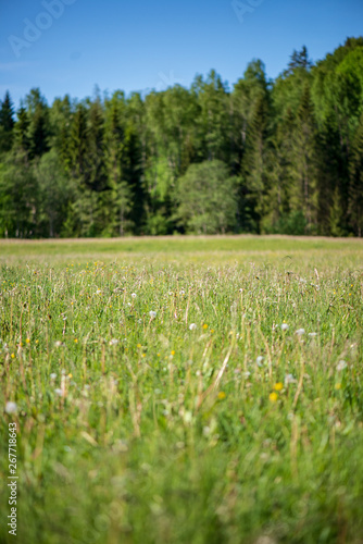 bright green meadow in sunny day in countryside