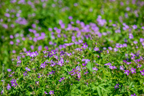 bright green meadow in sunny day in countryside