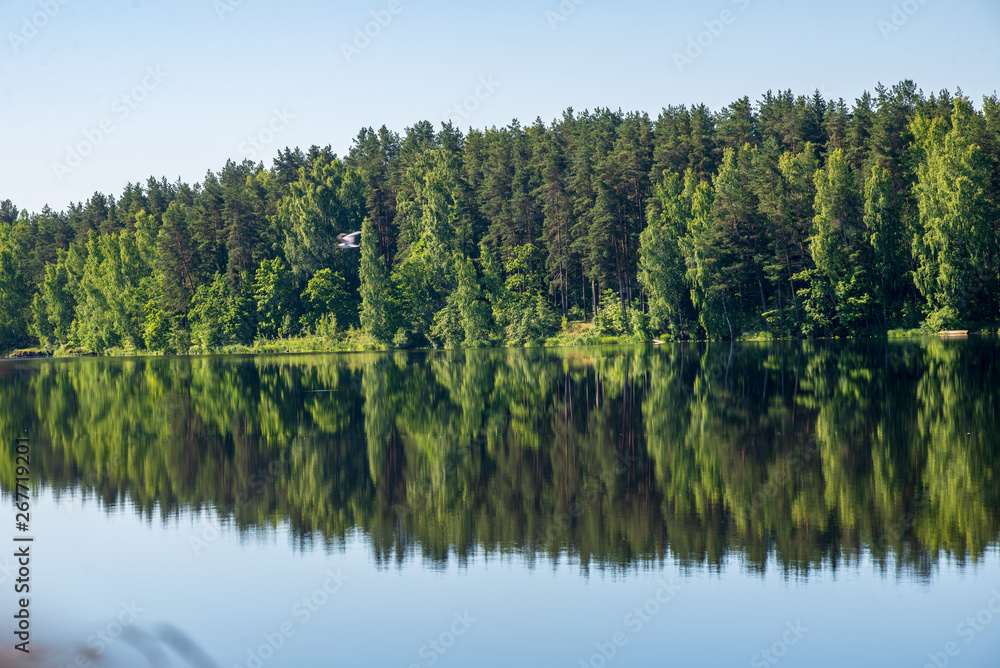 reflections of shore trees in the calm water of a lake