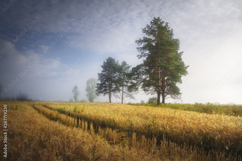 Fototapeta premium misty summer morning in the field