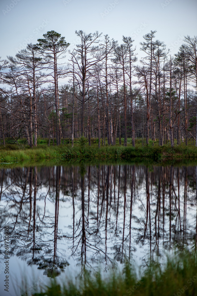 reflections of shore trees in the calm water of a lake reflections of shore trees in the calm water of a lake