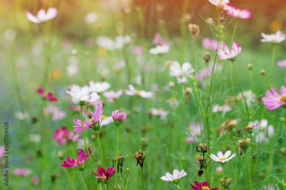 Close up pink cosmos flower  on outdoor garden park background with copy space. Floral border and frame for springtime or summer season.