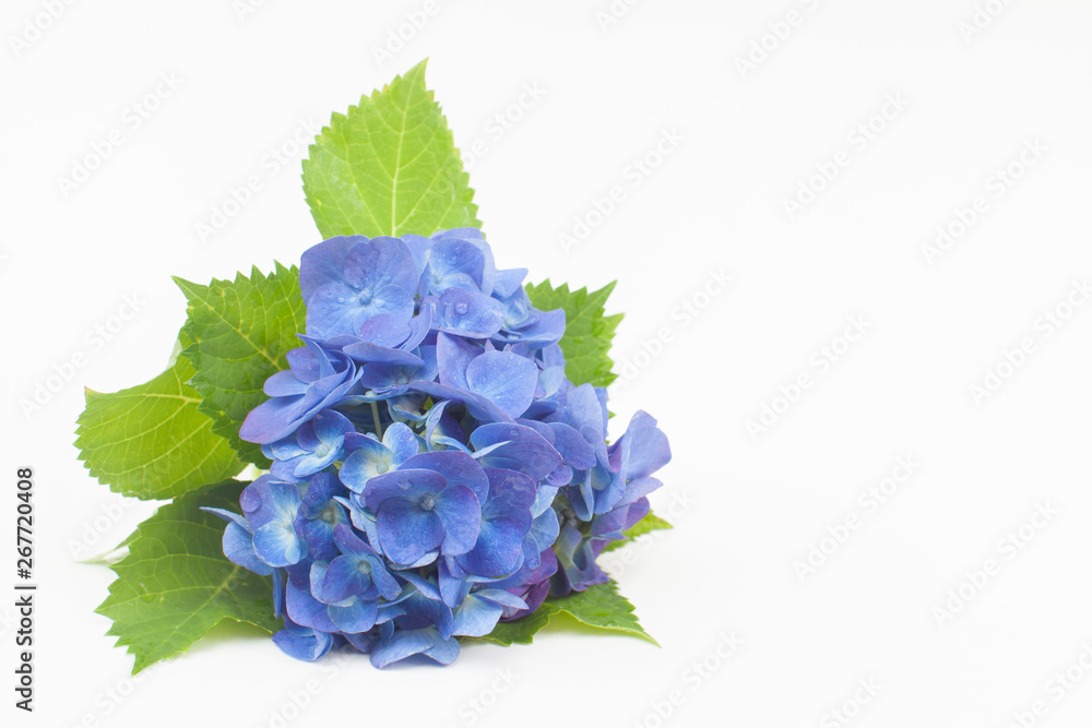 白背景の青いアジサイ Stock 写真 Adobe Stock 白背景の青いアジサイ Stock 写真 Adobe Stock