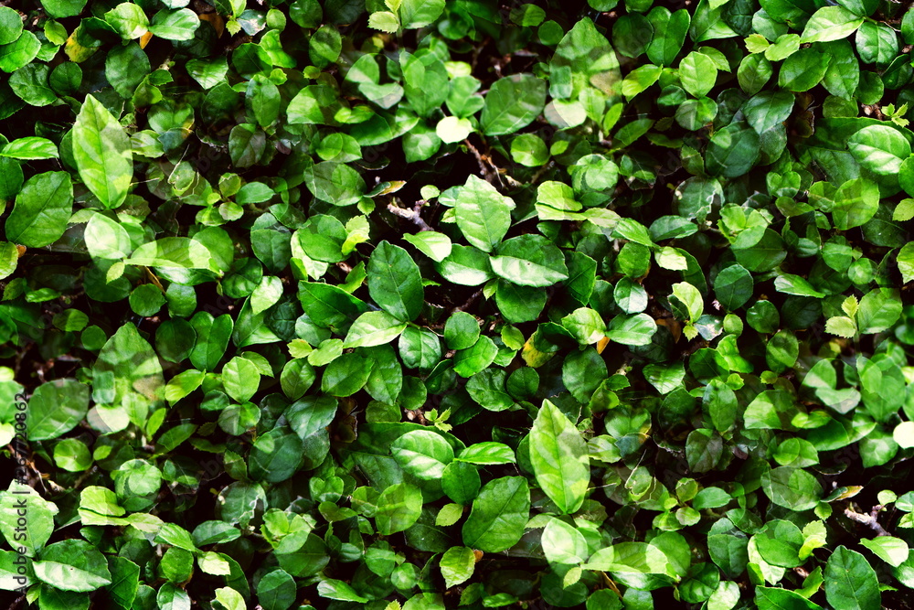 Fresh green leaves pattern of Siamese rough bush, Tooth brush tree (Streblus Asper Lour) as the natural background and wallpaper Fresh green leaves pattern of Siamese rough bush, Tooth brush tree (Streblus Asper Lour) as the natural background and wallpaper