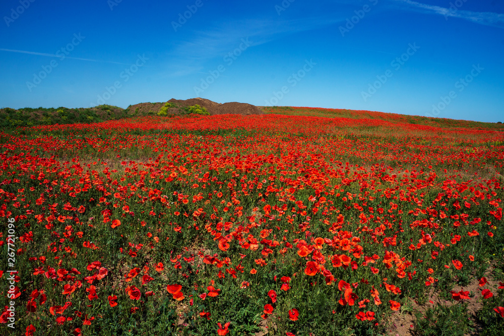 Ukraine is a beautiful place. Field of flowers of red poppy.