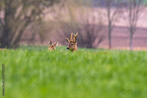 roe deer at field in the wild nature © Mario Plechaty