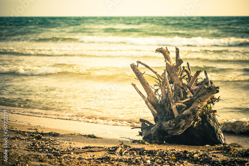 Bilde på lerret marine view with snag driftwood dead tree roots